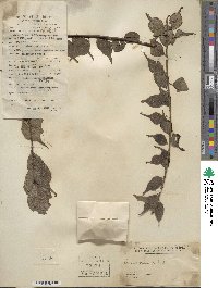 Prunus mume image