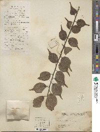 Prunus mume image