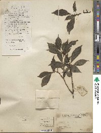 Prunus mume image