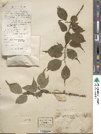 Prunus mume image