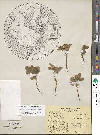 Rubus arcticus subsp. acaulis image