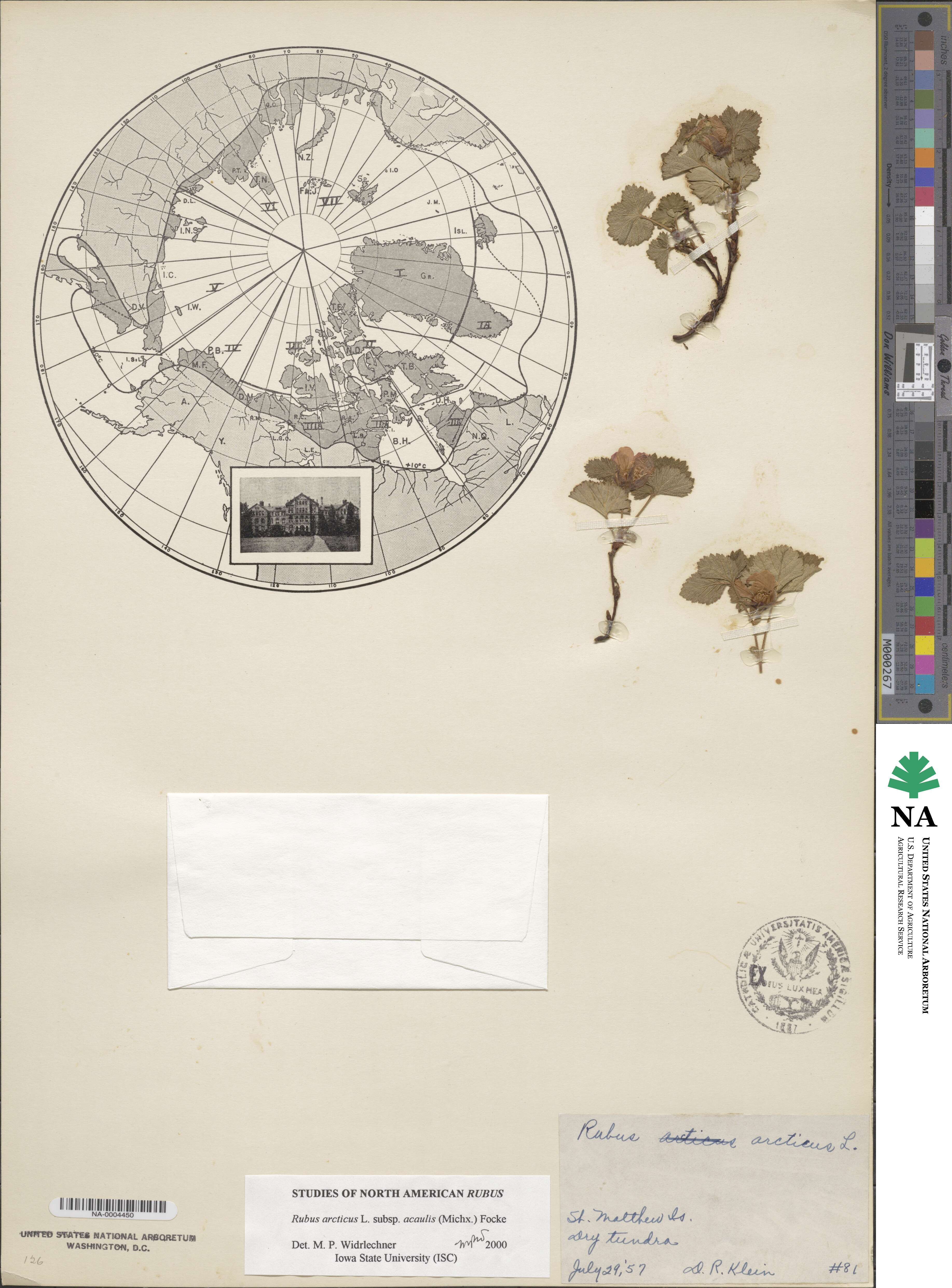 Rubus arcticus subsp. acaulis image