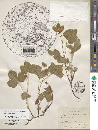 Rubus arcticus subsp. arcticus image