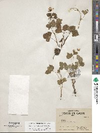 Rubus arcticus subsp. acaulis image