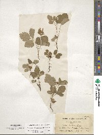 Rubus arcticus subsp. acaulis image