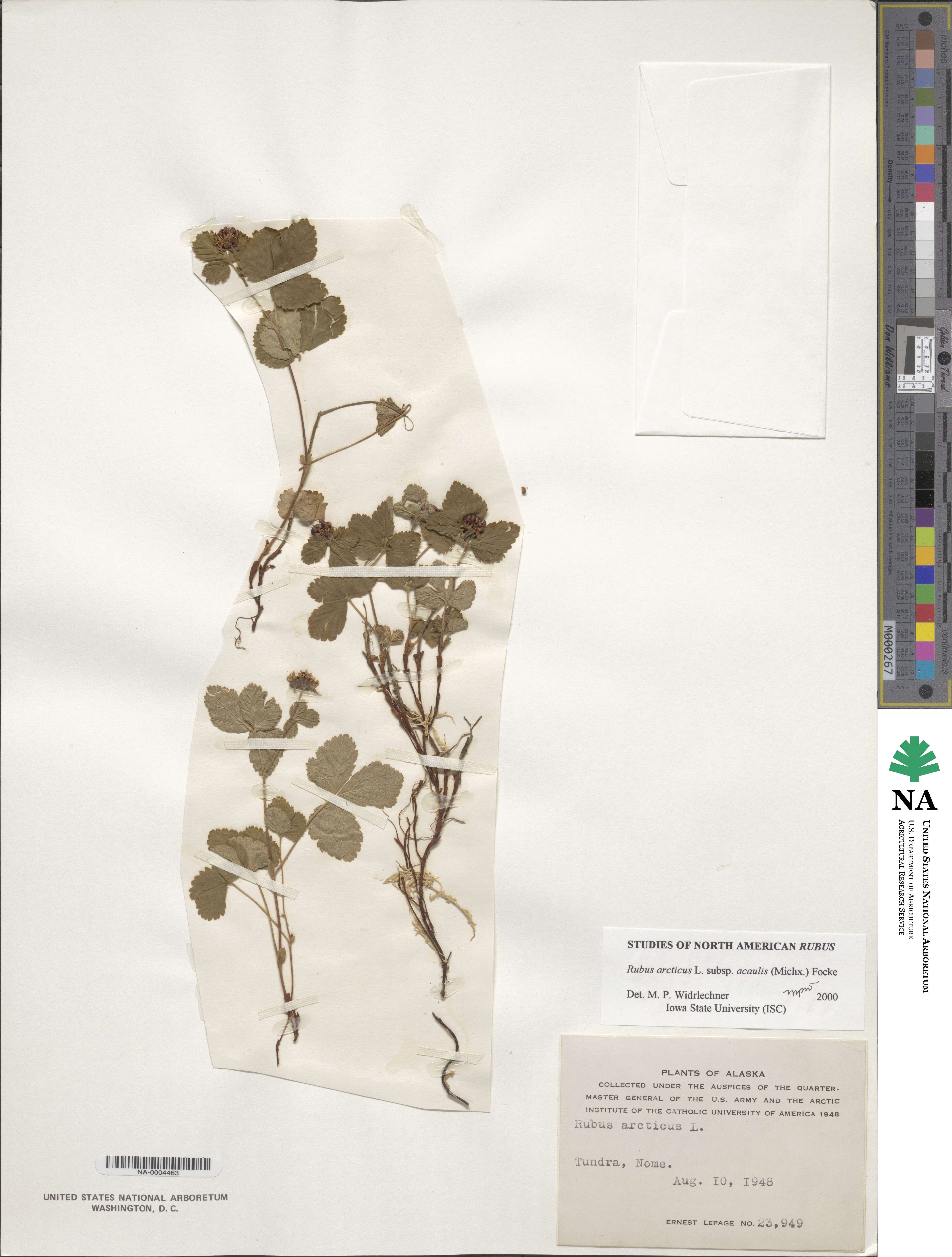 Rubus arcticus subsp. acaulis image