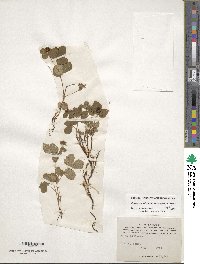 Rubus arcticus subsp. acaulis image