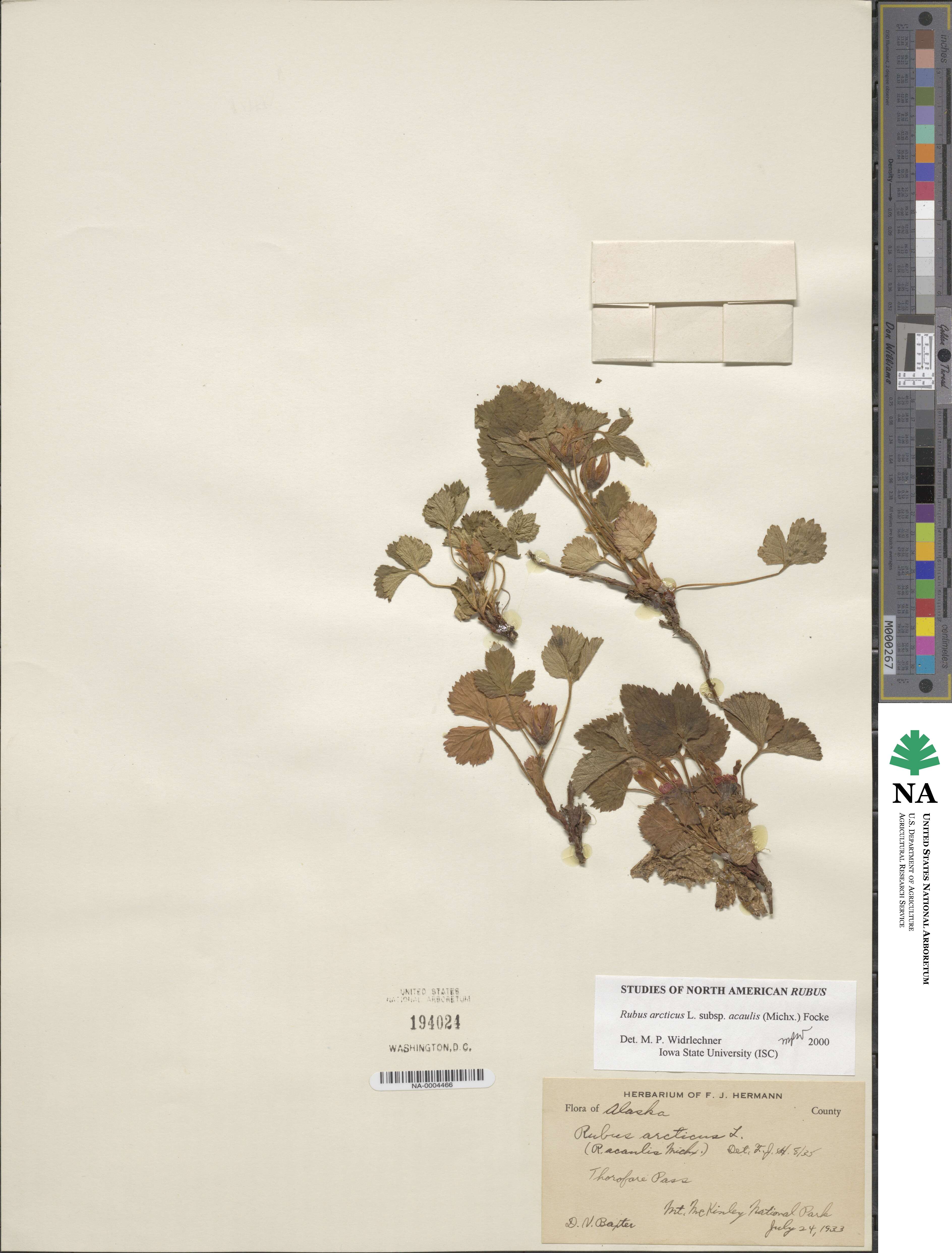 Rubus arcticus subsp. acaulis image