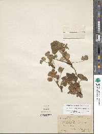 Rubus arcticus subsp. acaulis image