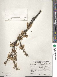 Prunus munsoniana image