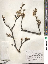 Prunus munsoniana image