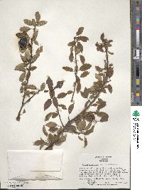 Prunus munsoniana image