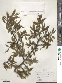Prunus munsoniana image
