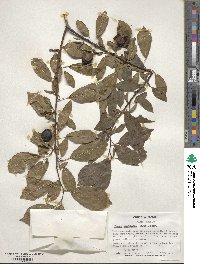 Prunus munsoniana image