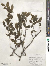 Prunus munsoniana image