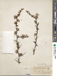 Prunus munsoniana image