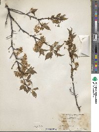 Prunus munsoniana image