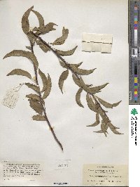 Prunus munsoniana image