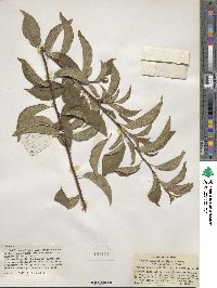 Prunus munsoniana image