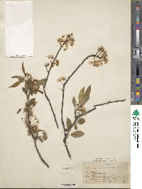Prunus munsoniana image