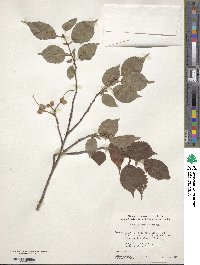 Prunus nipponica image