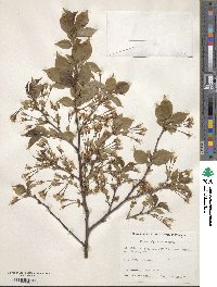 Prunus nipponica image