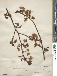 Prunus nipponica image