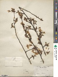 Prunus nipponica image