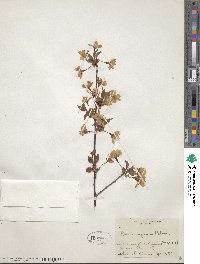 Prunus nipponica image