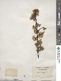 Prunus × orthosepala image