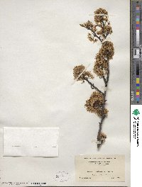 Prunus × orthosepala image