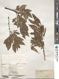 Prunus × orthosepala image