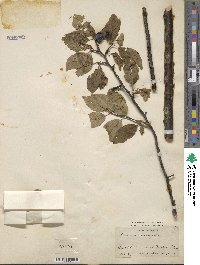 Prunus × orthosepala image