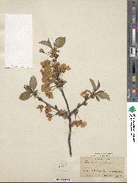 Prunus zippeliana image