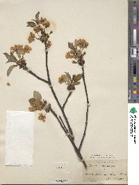 Prunus zippeliana image