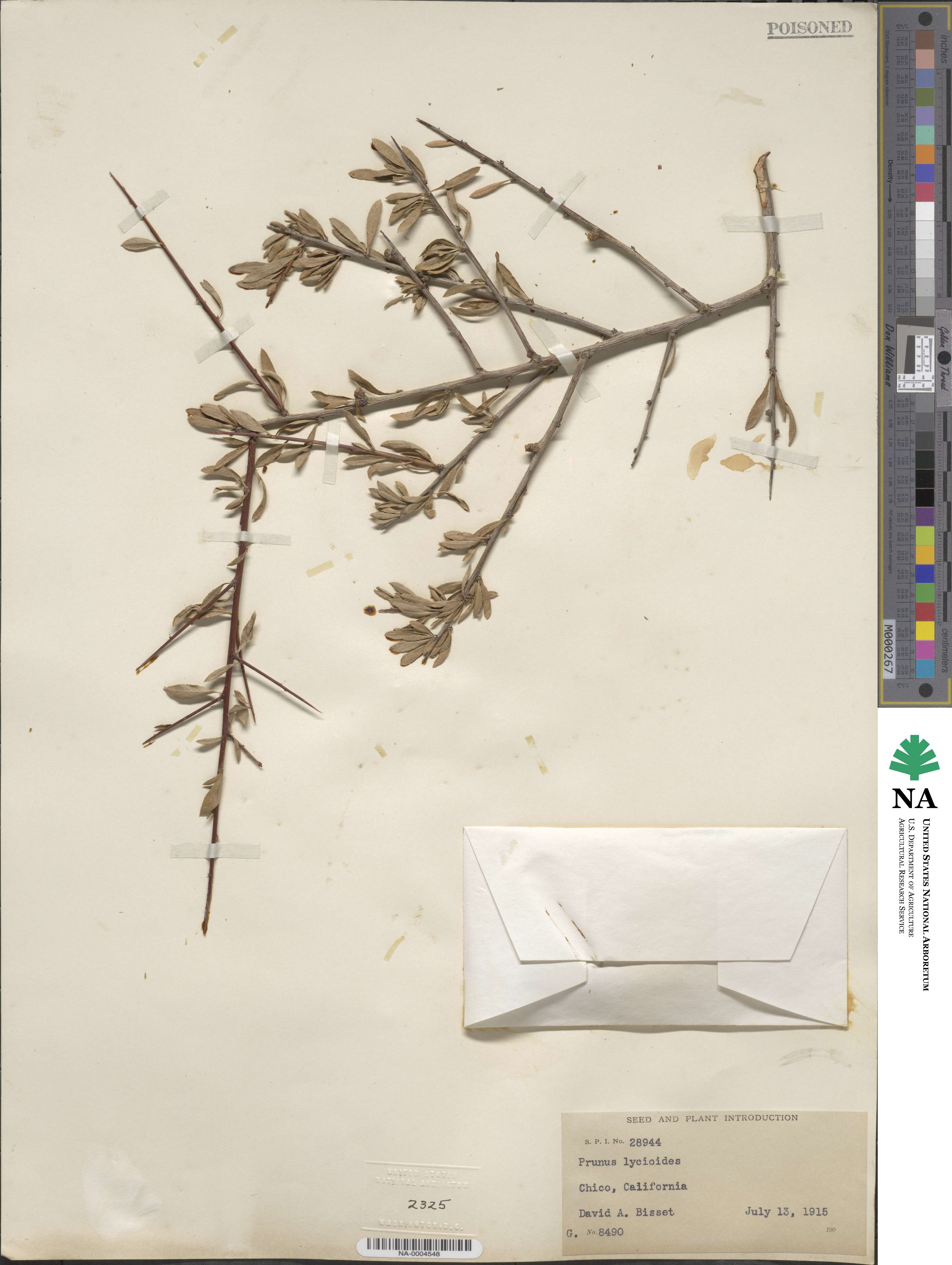 Prunus lycioides image