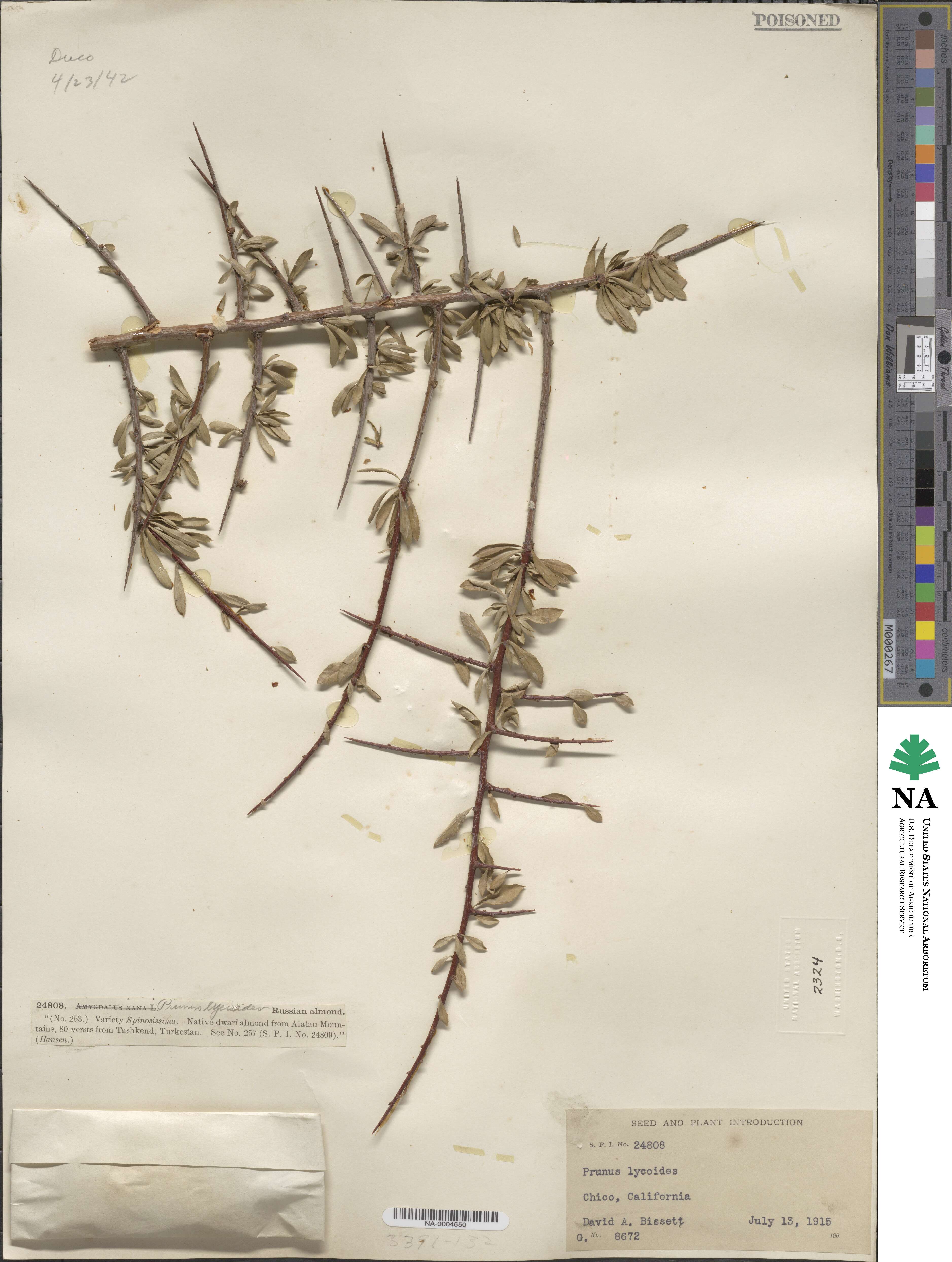 Prunus lycioides image