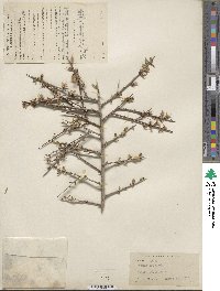 Prunus lycioides image