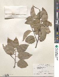 Prunus ilicifolia image