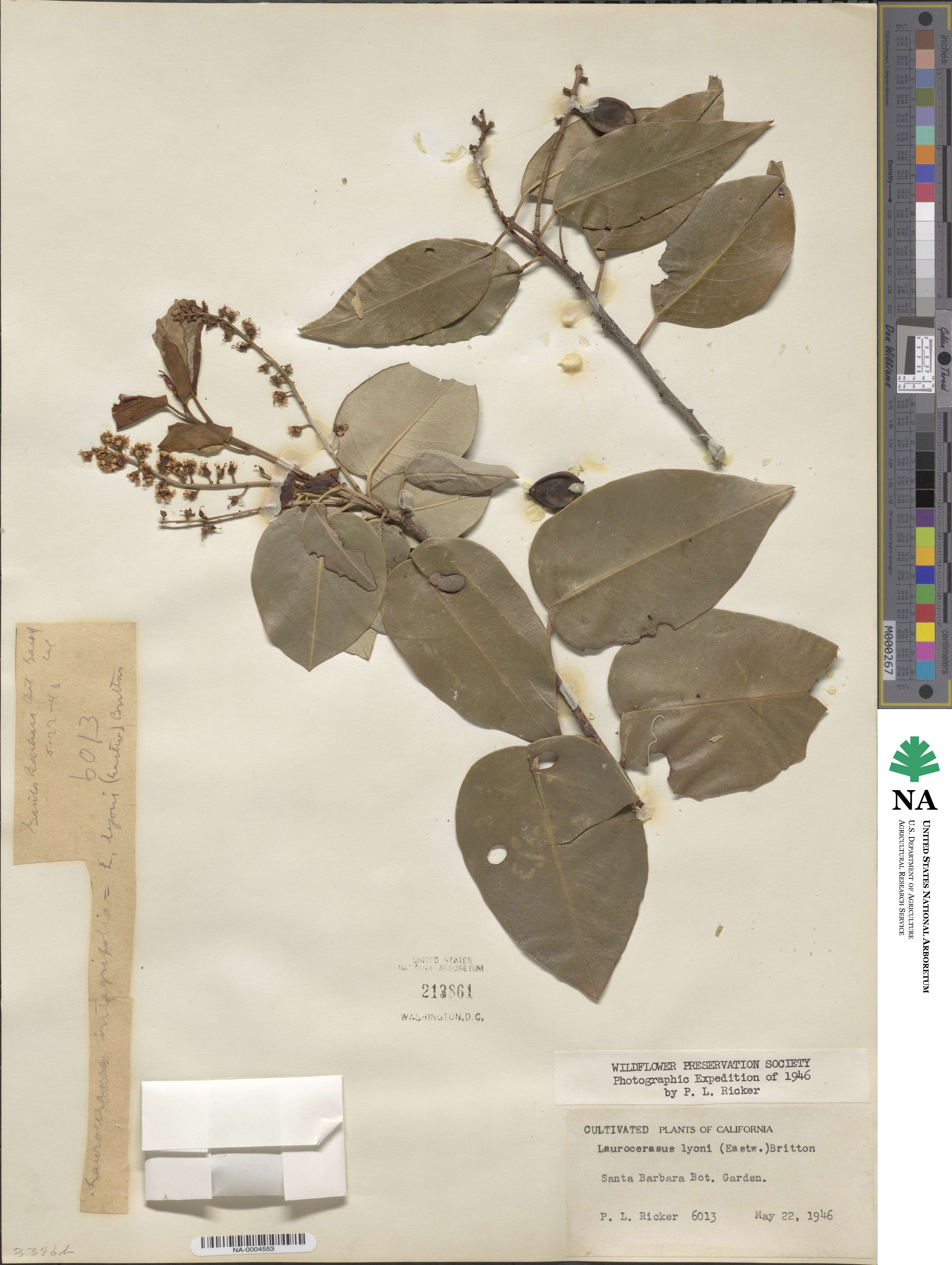 Prunus ilicifolia subsp. occidentalis image