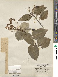 Prunus ilicifolia image