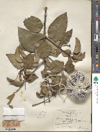 Prunus ilicifolia image