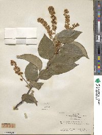 Prunus ilicifolia image