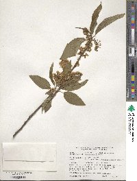 Prunus maackii image