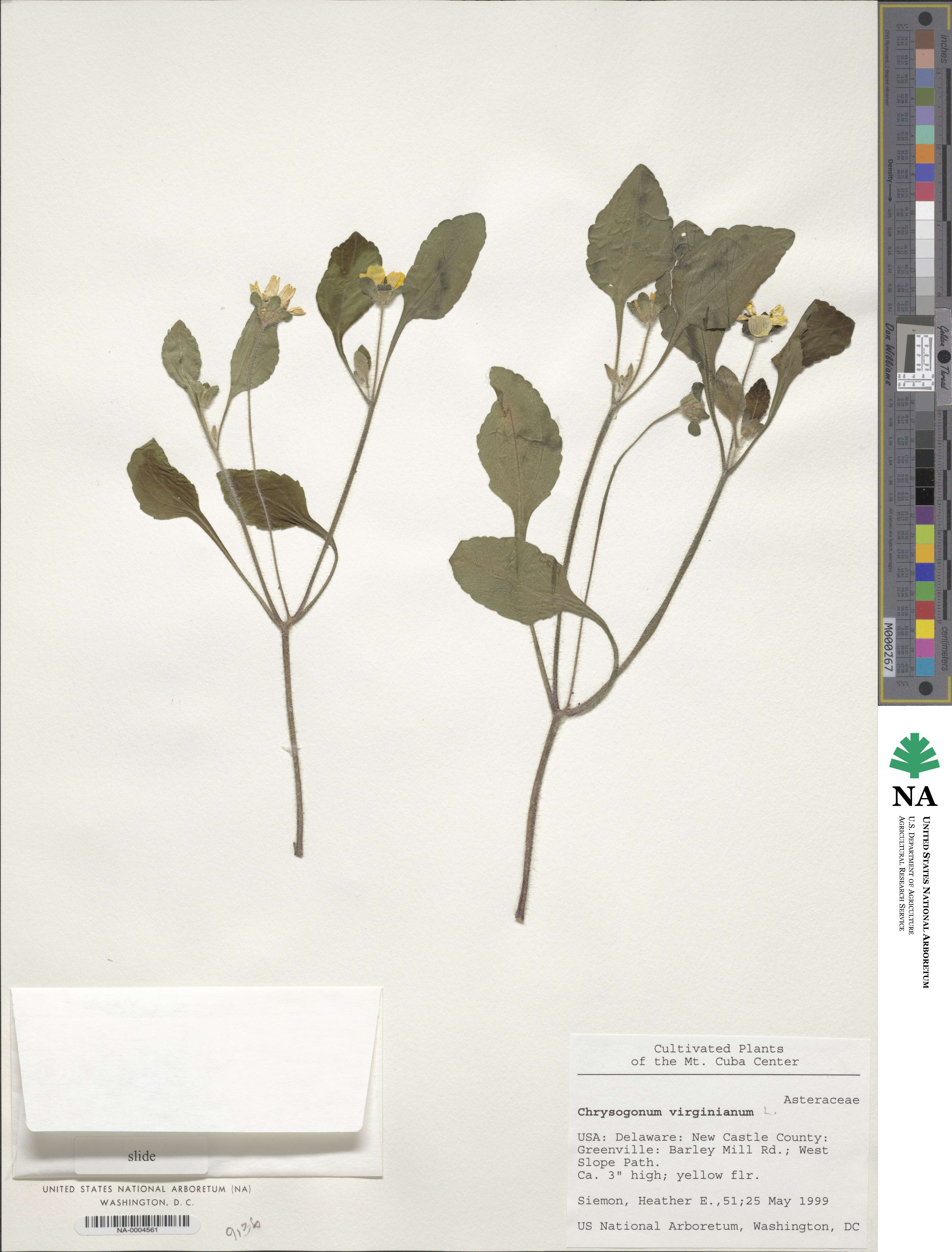 Chrysogonum virginianum image