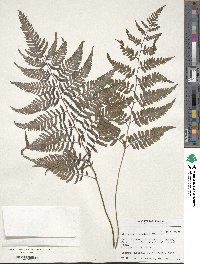 Image of Anisocampium niponicum