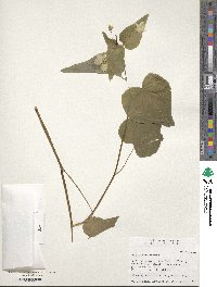 Image of Viola canadensis