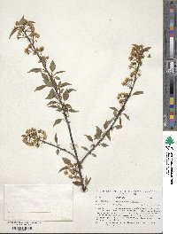 Prunus pensylvanica image