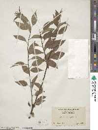 Prunus pensylvanica image