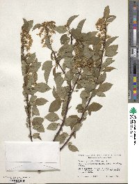 Prunus pensylvanica image